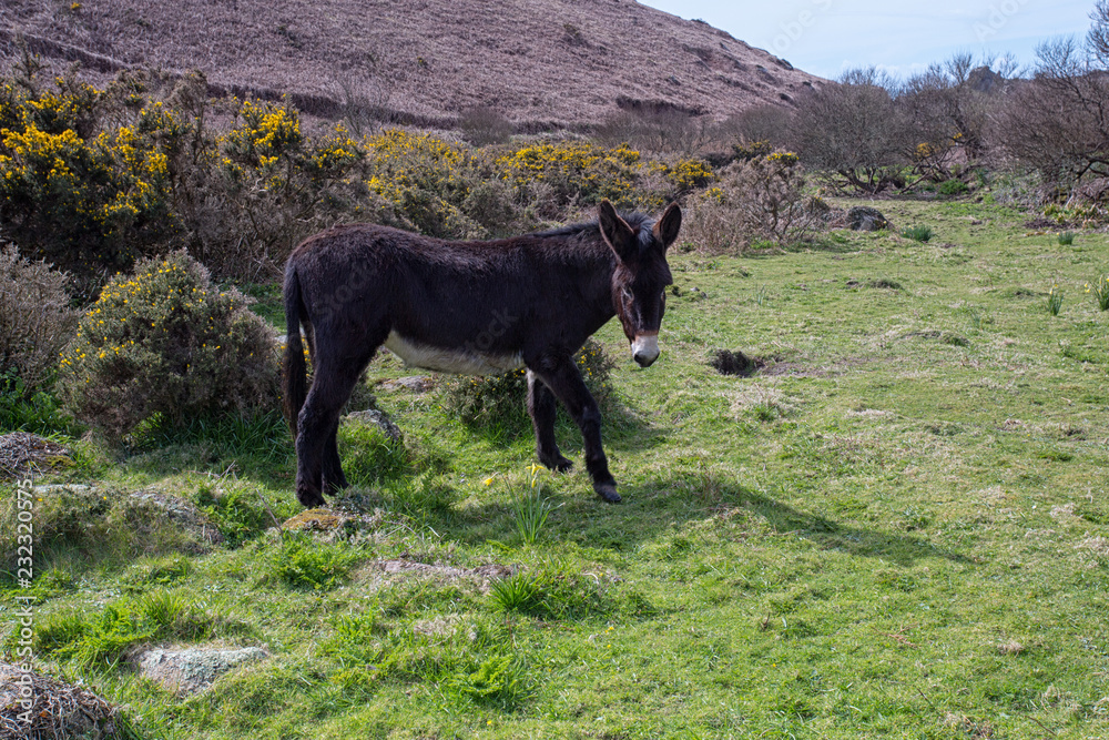 Donkey in a filed Cornwall UK Donkey in a filed Cornwall UK