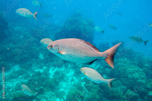 Beautiful fish in azure water