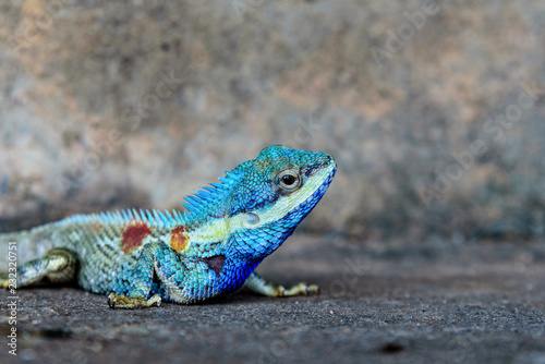Close-up head Indo-Chinese forest lizard or Calotes Mystaceus on the old grunge cement wall background