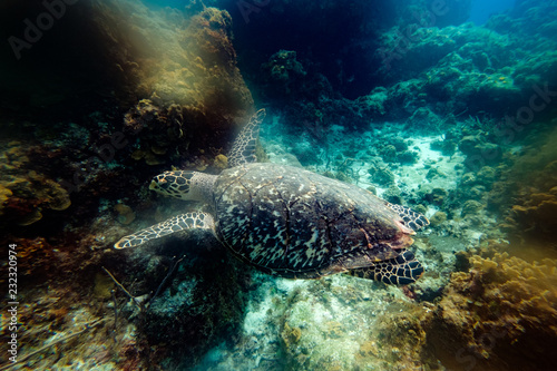 Big turtle between reefs