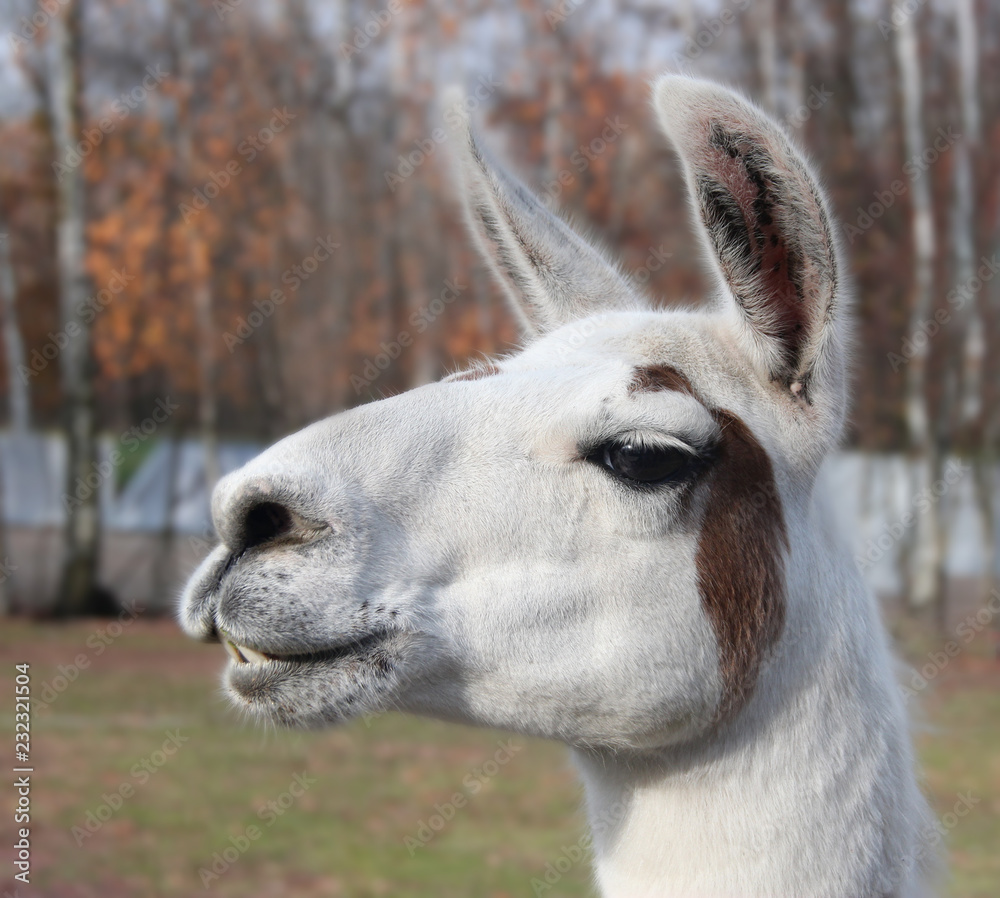 portrait of a lama