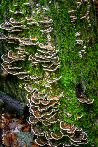 Turkey Tail Mushroom (Trametes versicolor) photo