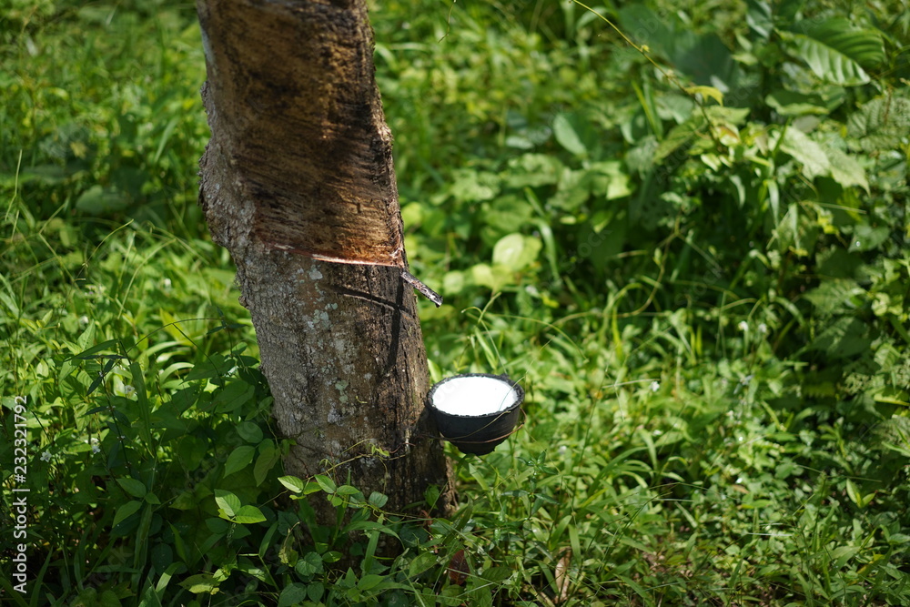 Rubber tree garden in south of Thailand Rubber tree garden in south of Thailand