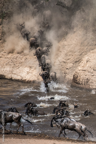 Wildebeest on yearly migration launching across Mara River, Southern Kenya photo