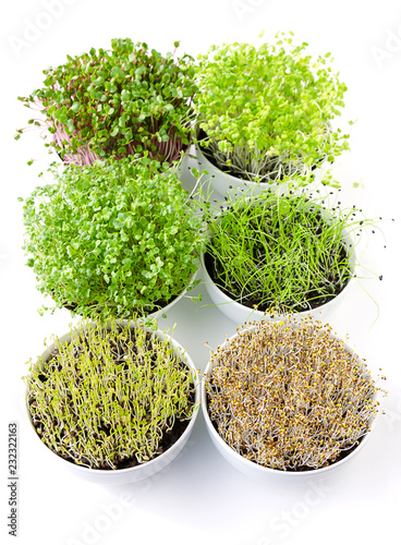 Six microgreens in white bowls, vertical. Sprouting shoots of radish, Chinese cabbage, kale, garlic, lentils and alfalfa in potting compost. Green seedlings, young plants and cotyledons. Food photo.