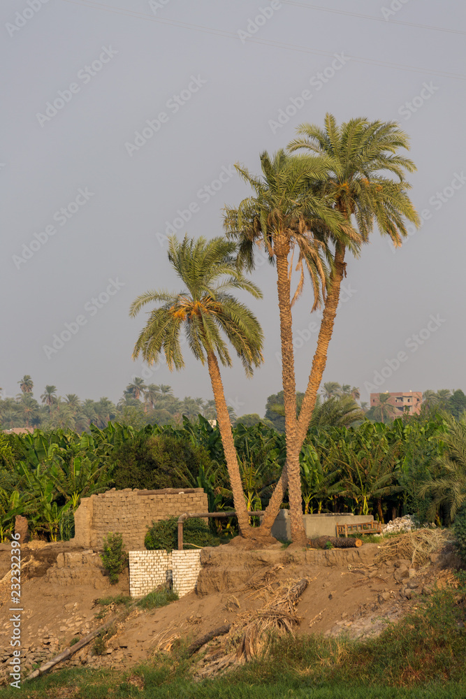 Fototapeta premium Trees around Nile