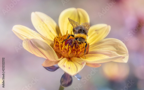 A Bumblebee Collects Pollen And Nectar On A Yellow Flower On A Meadow in Berlin Germany 