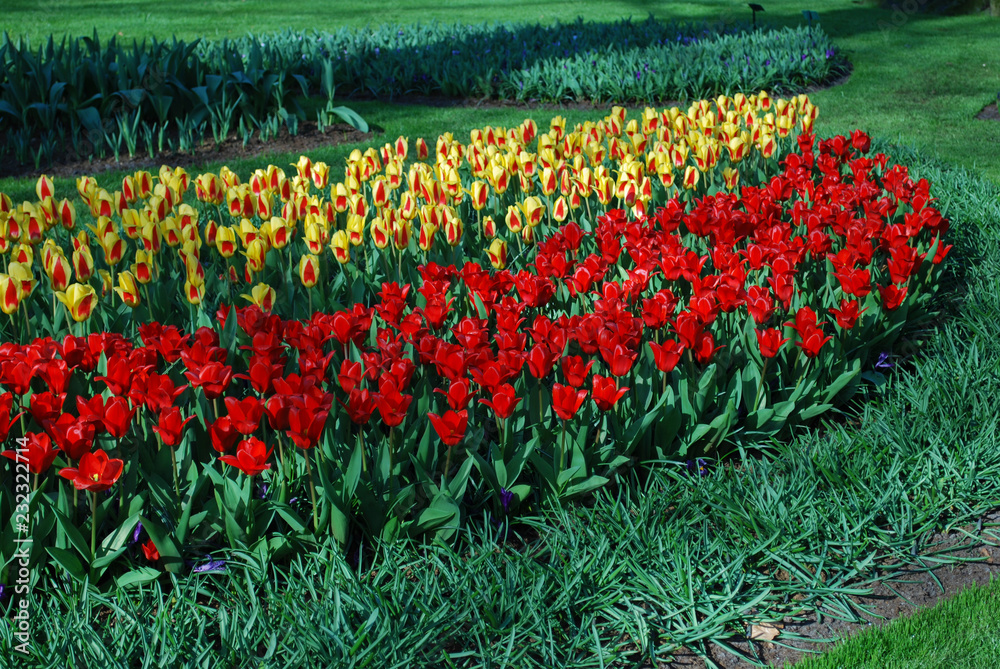 Tulips Stresa and Tulipa Kaufmanniana Showwinner grown in the park. Spring time in Netherlands. Tulips Stresa and Tulipa Kaufmanniana Showwinner grown in the park. Spring time in Netherlands.