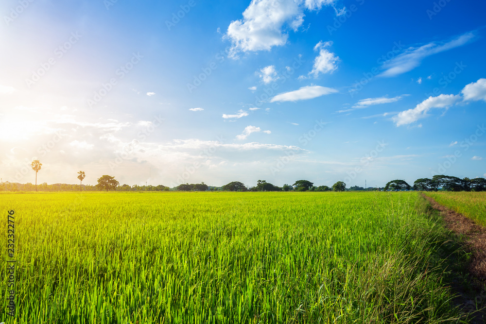 Beautiful green cornfield with fluffy clouds sky background.