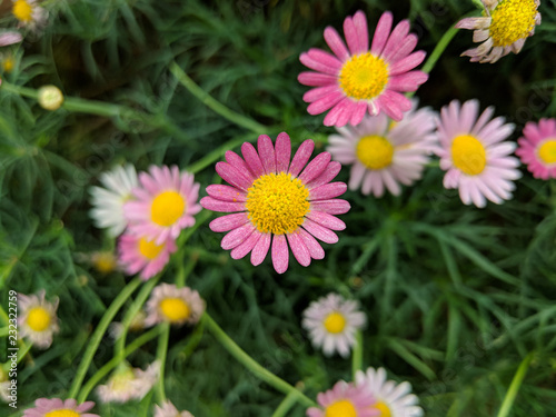 Brachyscome Multifida  Pink cut-leaved daisy  in the garden