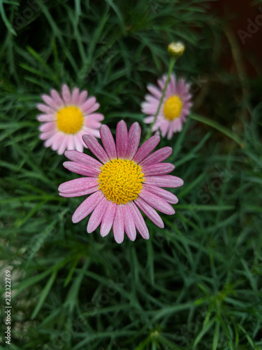 Close up shot of Brachyscome Multifida  Pink cut-leaved daisy  in the garden