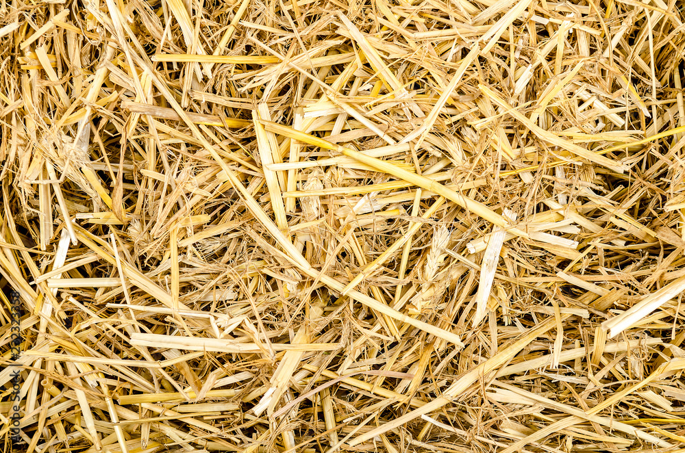 a bunch of straw for texture or background a bunch of straw for texture or background