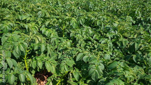 Field of green potato plants cultivated for their tuberous crop  a staple food in many countries  rich in nutrients. Background shot of agricultural fields of growing potatoes under natural sunlight