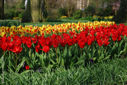 Tulips Stresa and Tulipa Kaufmanniana Showwinner grown in the park. Spring time in Netherlands. 