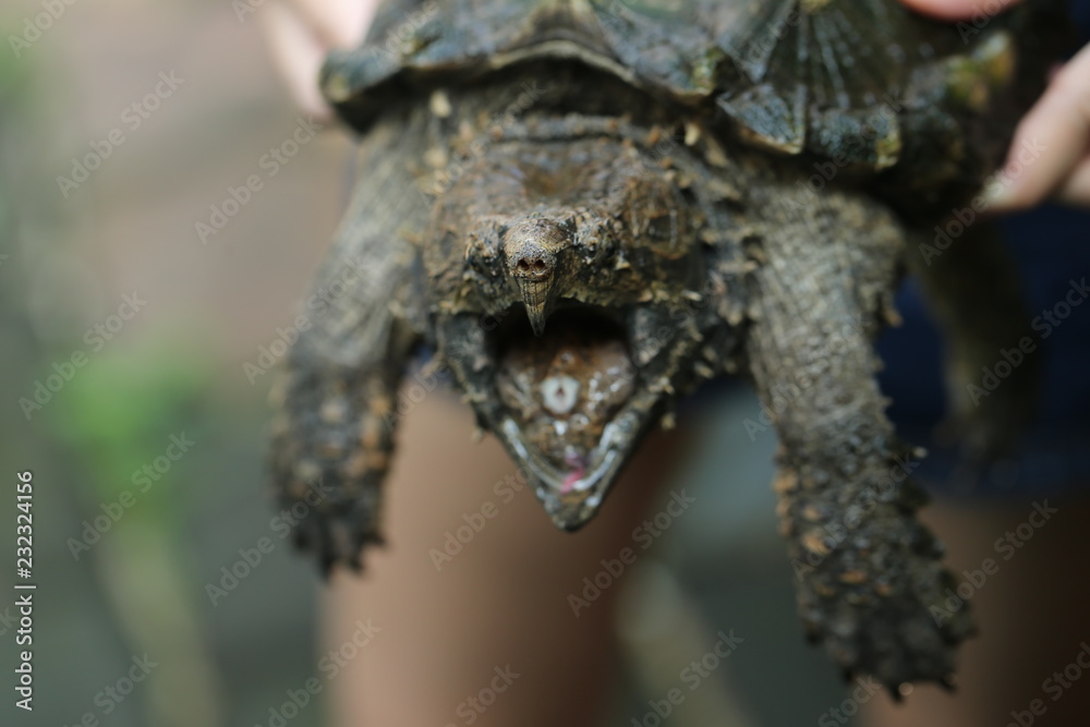 Hand holding Alligator snapping turtle