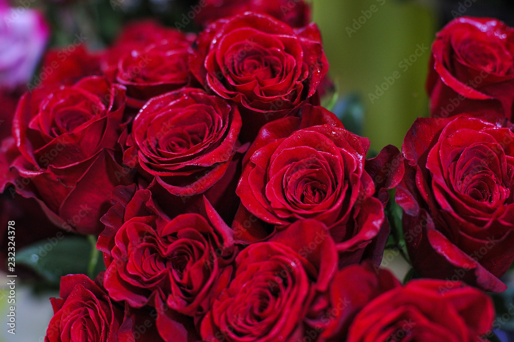 Velvet dark red roses Velvet dark red roses