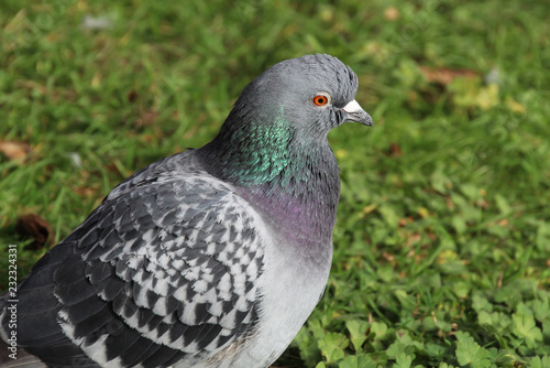 London Pigeon Portrait