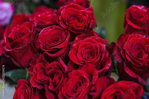 Velvet dark red roses