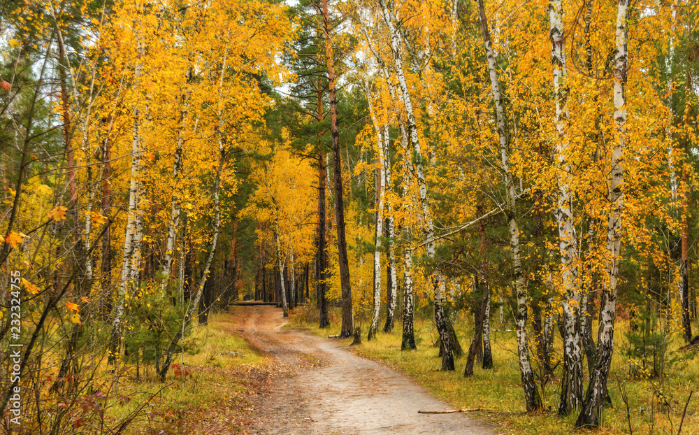 walk in the woods. autumn. autumn colors. autumn leaves. beauty. pleasure.