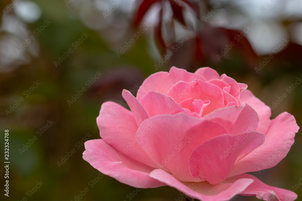 Pink rose flower at Narashino City, Chiba Prefecture, Japan Pink rose flower at Narashino City, Chiba Prefecture, Japan