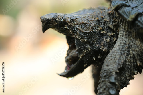 Hand holding Alligator snapping turtle
