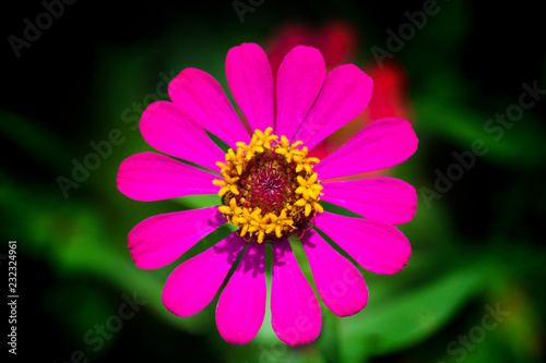 Fototapeta Naklejka Na Ścianę i Meble -   Close up pink Flower with shallow depth of field.