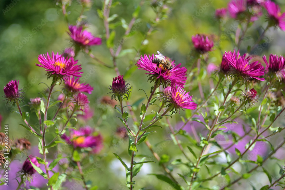 bee on purple chrysanthemum flower with colorful blurred blossom on background