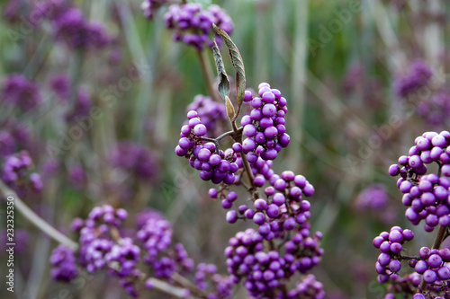 Bodinier's Beautyberry Fruits in Autumn