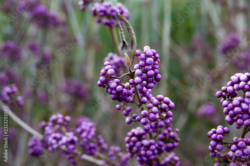 Bodinier's Beautyberry Fruits in Autumn photo