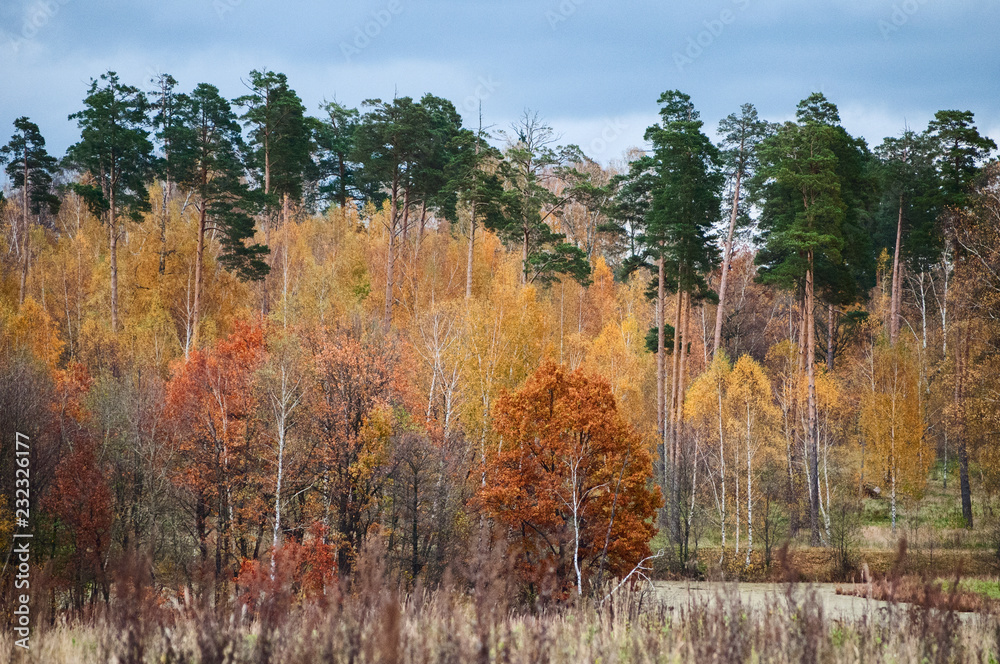 Autumn forest scene Autumn forest scene