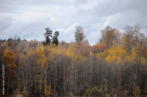 Autumn forest scene