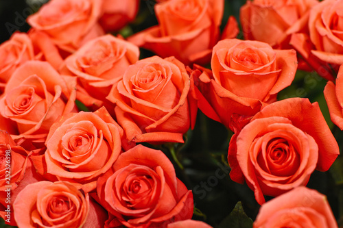 Delicate red roses © Grigoriy