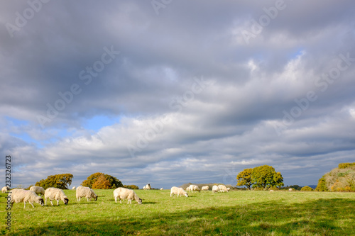 A flock of sheep grazing in a field under a grey cloudy sky on a sunny winter's day.