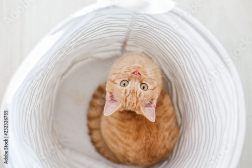 Fototapeta Naklejka Na Ścianę i Meble -  Red cat hiding in fabric basket