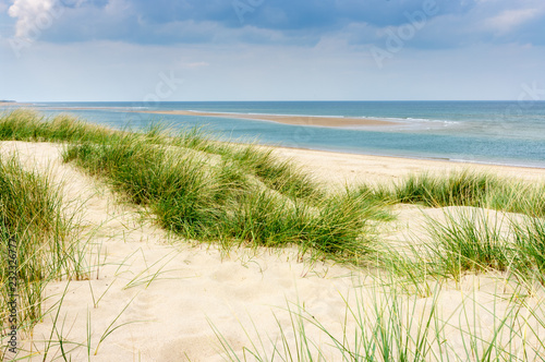 Fototapeta Naklejka Na Ścianę i Meble -  Marram grass growing in the sand dunes of a deserted beach in Norfolk UK