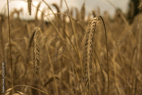 Ein Getreidefeld an einem milden Sommertag photo