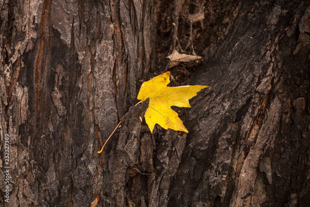 yellow maple leaf  against tree bark
