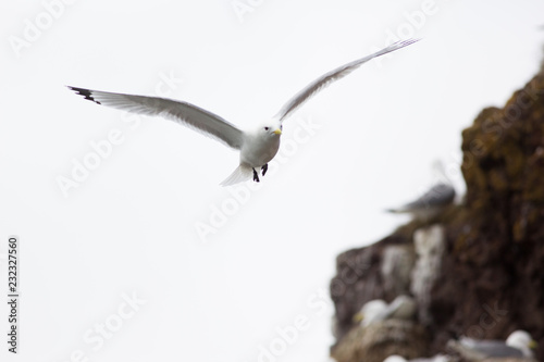 Black-legged Kittiwake (Rissa tridactyla) in flight near breeding colony, Harbour nesting site, Dunbar Harbour, United Kingdom