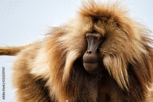 Portrait of a male galada baboon in the Simien Mountains National Park in Ethiopia