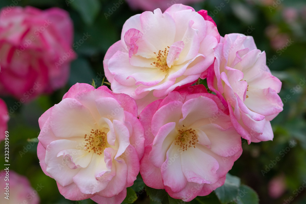 Pink rose flower at Narashino City, Chiba Prefecture, Japan Pink rose flower at Narashino City, Chiba Prefecture, Japan