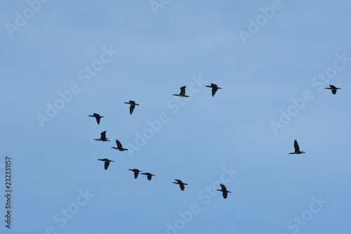 Cormorani in volo
