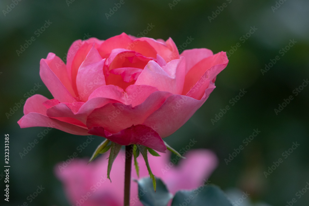 Pink rose flower at Narashino City, Chiba Prefecture, Japan