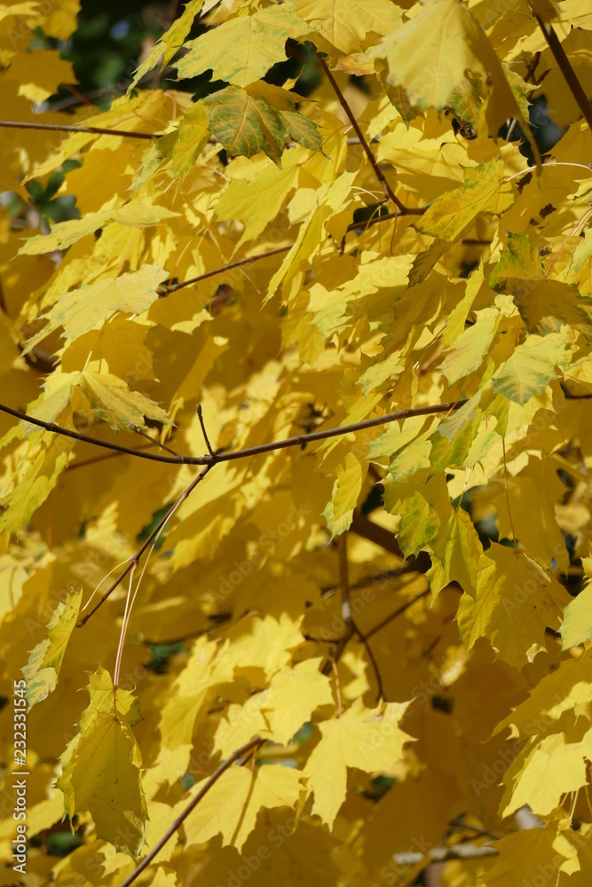 Ahorn (Acer palmatum), gelbes Herbstlaub