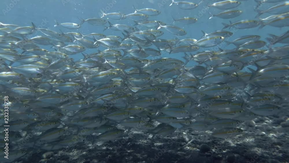 Massive school of Yellowstripe Scad - Selaroides leptolepis slowly swim in the blue water over the rocky bottom. Bali, Oceania, Indonesia Massive school of Yellowstripe Scad - Selaroides leptolepis slowly swim in the blue water over the rocky bottom. Bali, Oceania, Indonesia