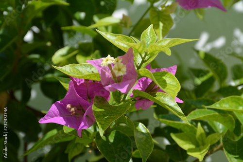 Wallpaper Mural Тунис Torontodigital.ca