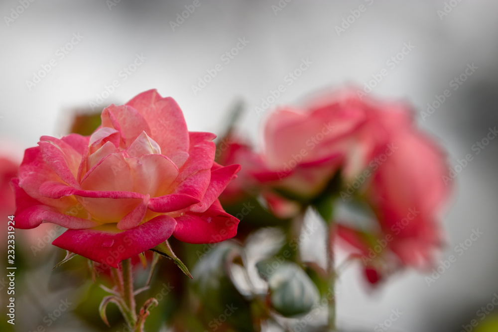 Pink rose flower at Narashino City, Chiba Prefecture, Japan Pink rose flower at Narashino City, Chiba Prefecture, Japan