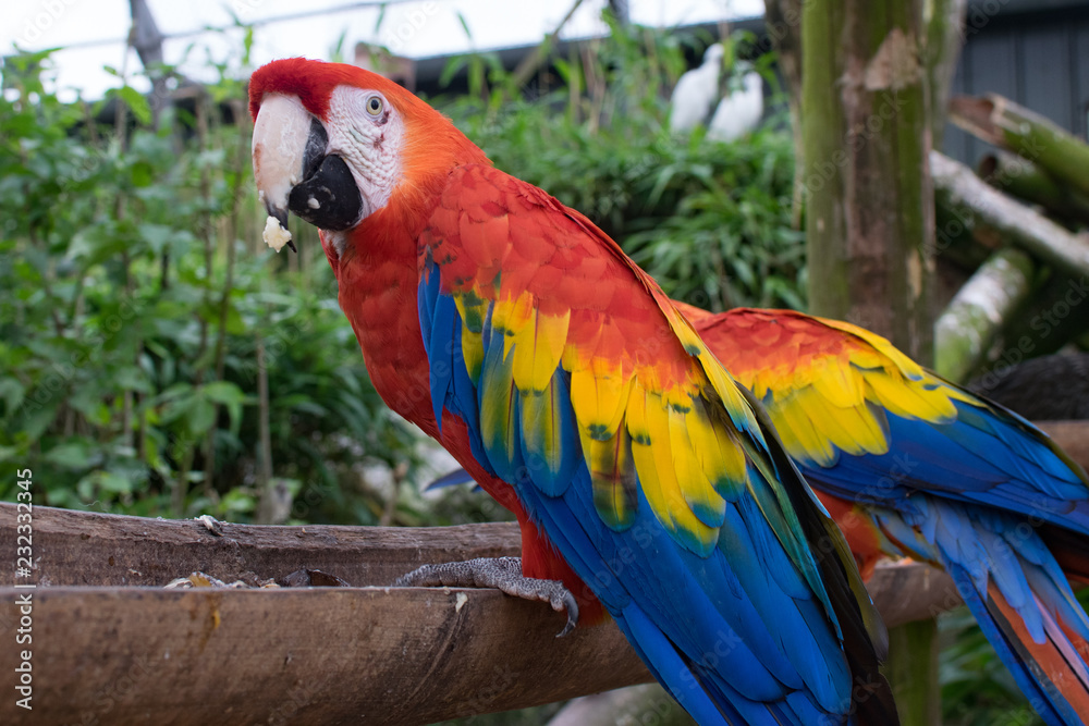 Obraz premium Parrot eating