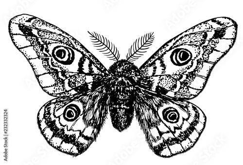 Hand drawn illustration of a emperor moth on white background.