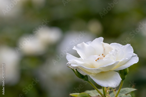 White Rose Flower at Narashino City, Chiba Prefecture, Japan