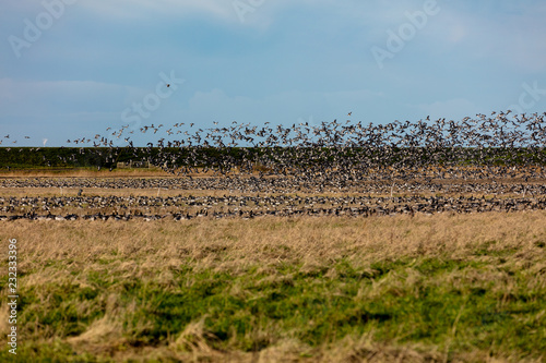 Barnacle geese flock on marsh taking of